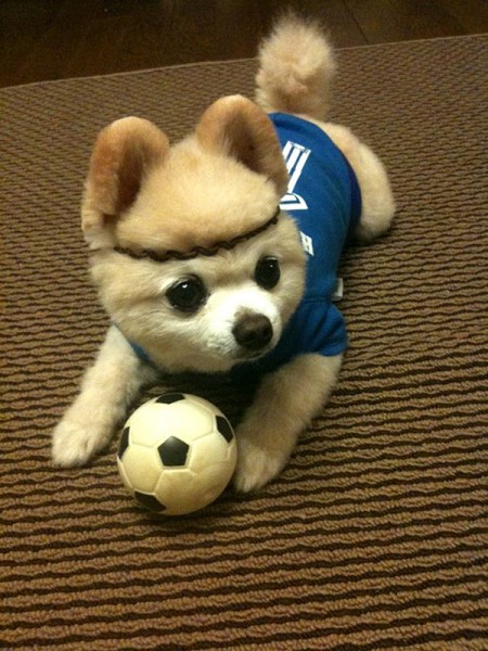 Плюшевое чудо - японский щенок Шунсуке