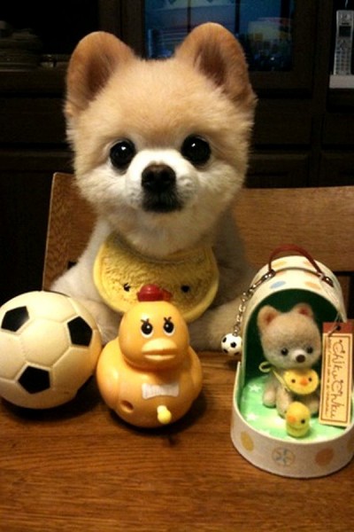 Плюшевое чудо - японский щенок Шунсуке
