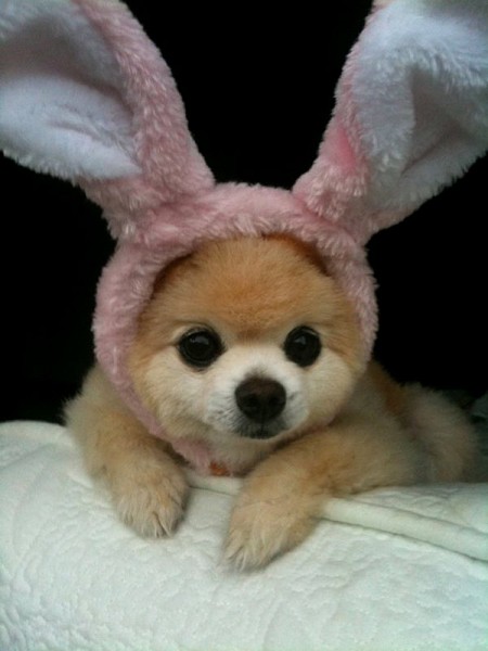 Плюшевое чудо - японский щенок Шунсуке