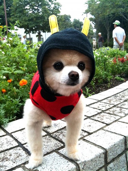 Плюшевое чудо - японский щенок Шунсуке