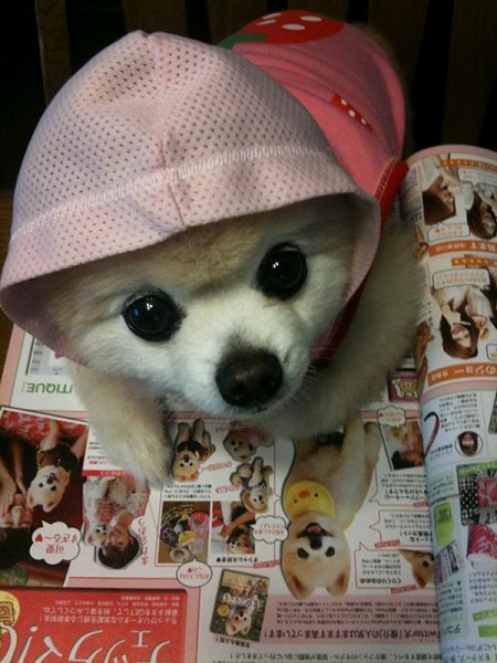 Плюшевое чудо - японский щенок Шунсуке