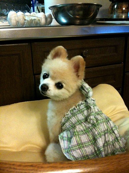 Плюшевое чудо - японский щенок Шунсуке