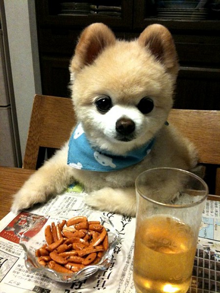 Плюшевое чудо - японский щенок Шунсуке