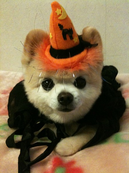 Плюшевое чудо - японский щенок Шунсуке