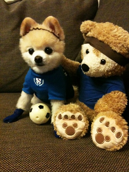 Плюшевое чудо - японский щенок Шунсуке