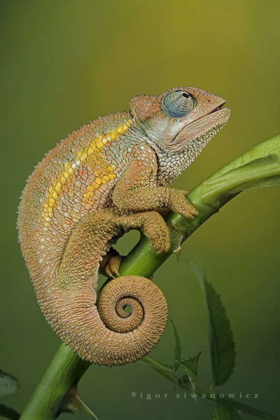 Игорь Сиванович и его необычная модель 