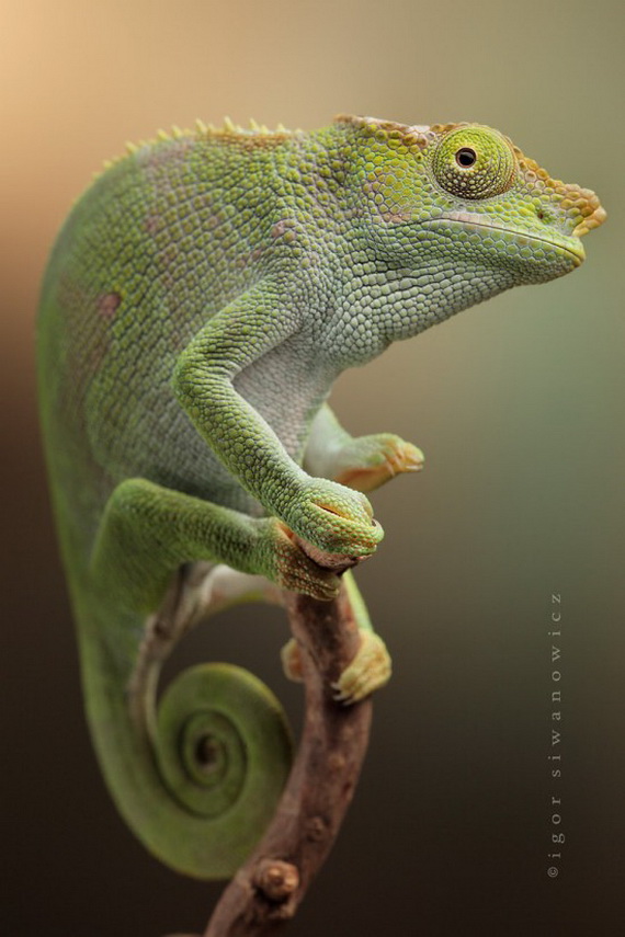 Игорь Сиванович и его необычная модель 