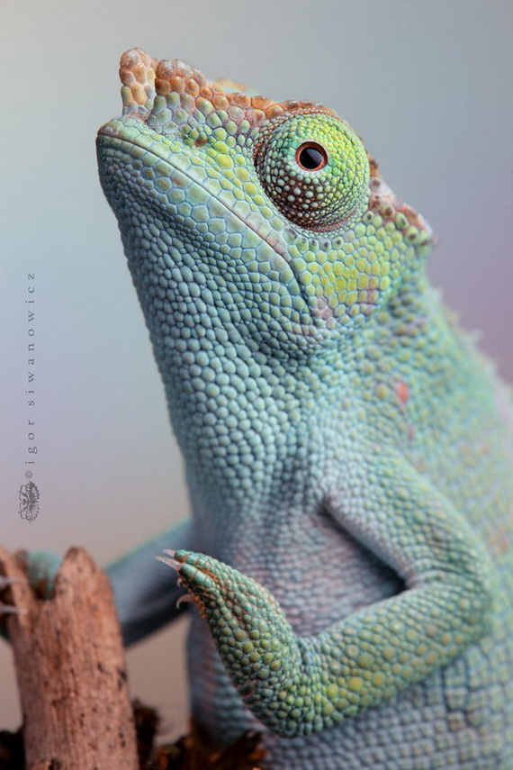 Игорь Сиванович и его необычная модель 