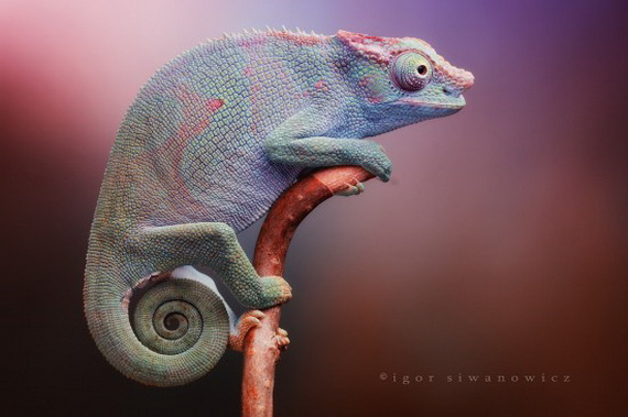 Игорь Сиванович и его необычная модель 