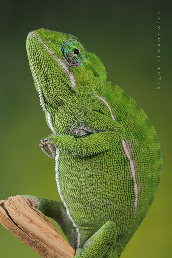 Игорь Сиванович и его необычная модель 