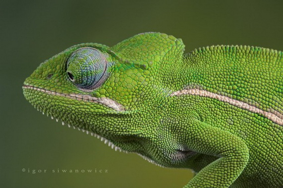 Игорь Сиванович и его необычная модель 