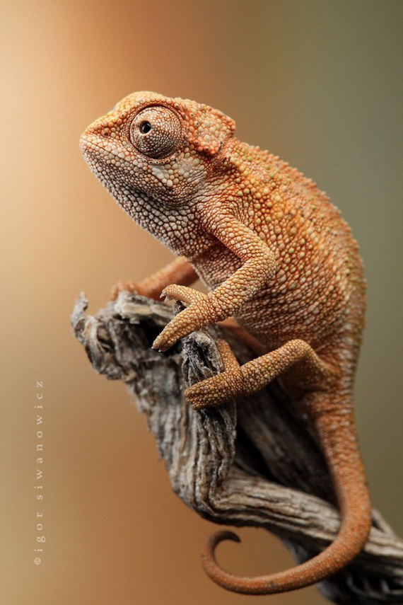 Игорь Сиванович и его необычная модель 