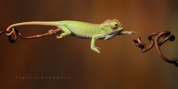 Игорь Сиванович и его необычная модель 