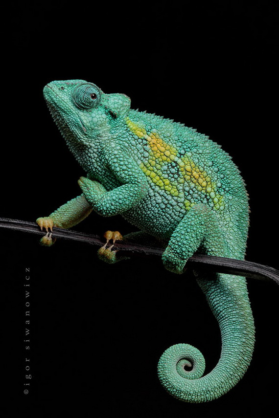 Игорь Сиванович и его необычная модель 