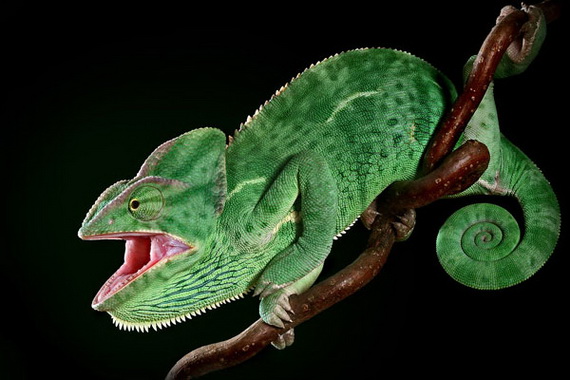 Игорь Сиванович и его необычная модель 