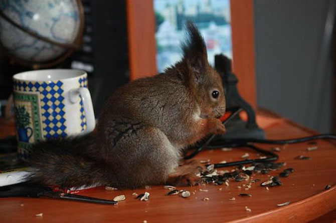 Необычный напарник минского таксиста, белка в такси