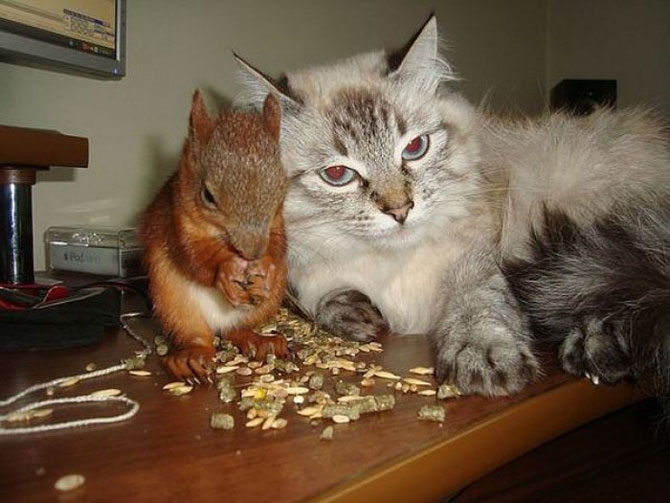 Необычный напарник минского таксиста, белка в такси