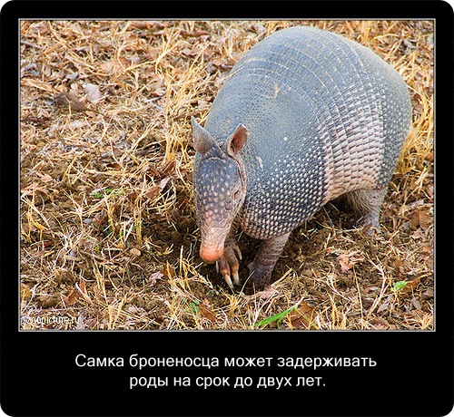 животные факты,интересное,знаете ли вы