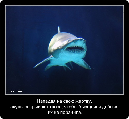 животные факты,интересное,знаете ли вы