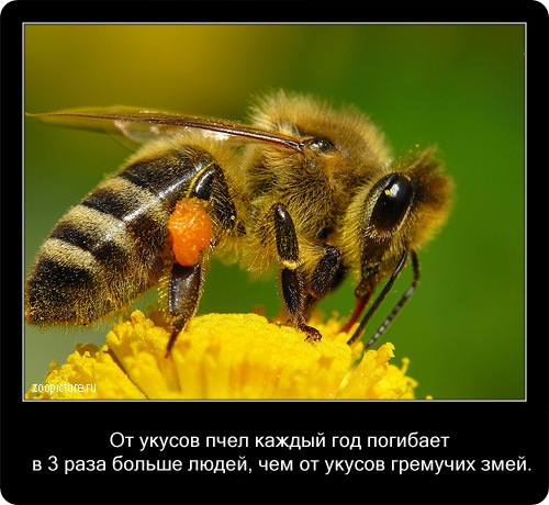 животные факты,интересное,знаете ли вы