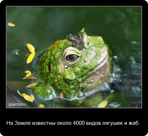 животные факты,интересное,знаете ли вы