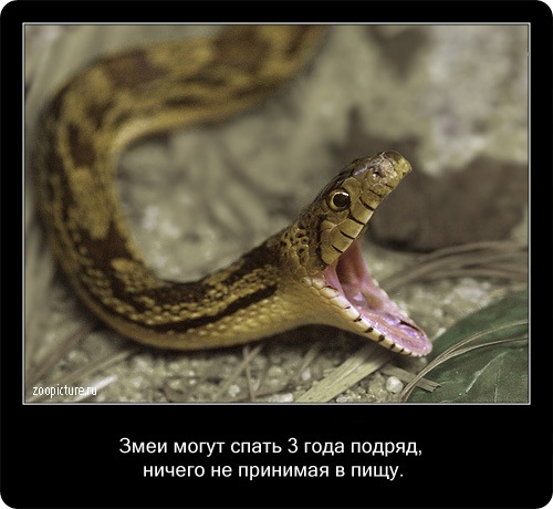 животные факты,интересное,знаете ли вы