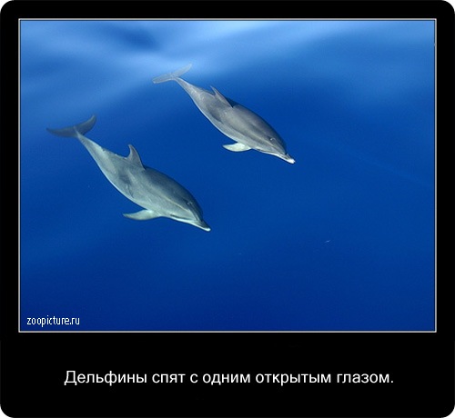 животные факты,интересное,знаете ли вы