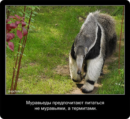 животные факты,интересное,знаете ли вы