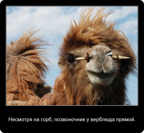 животные факты,интересное,знаете ли вы