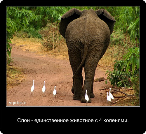 животные факты,интересное,знаете ли вы