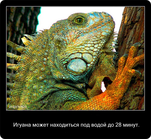 животные факты,интересное,знаете ли вы