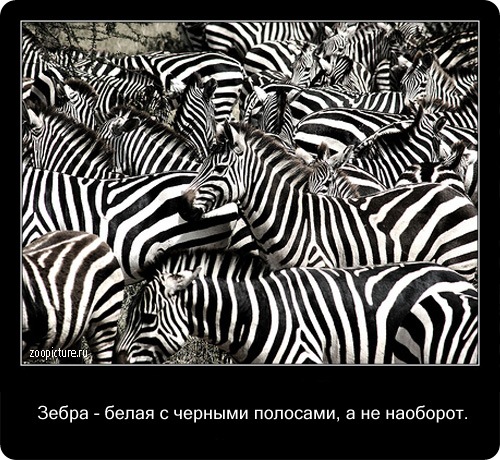 животные факты,интересное,знаете ли вы