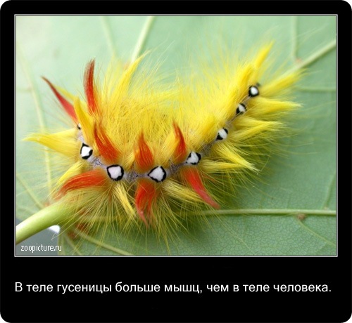 животные факты,интересное,знаете ли вы