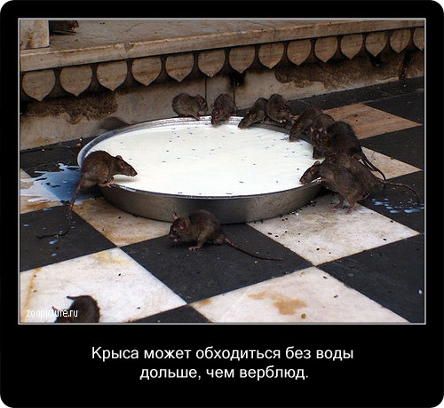 животные факты,интересное,знаете ли вы