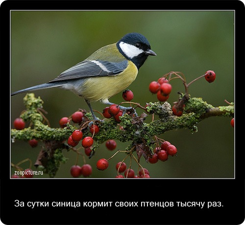 животные факты,интересное,знаете ли вы