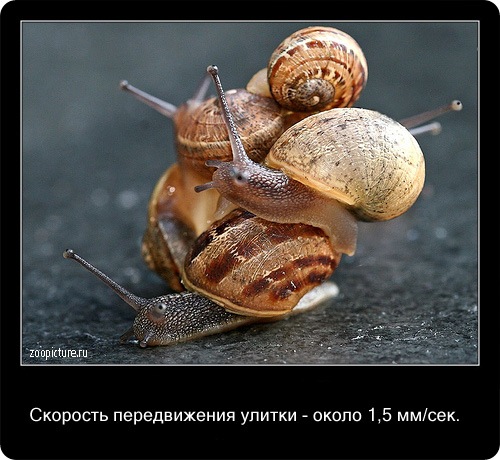 животные факты,интересное,знаете ли вы