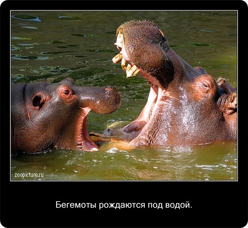 животные факты,интересное,знаете ли вы