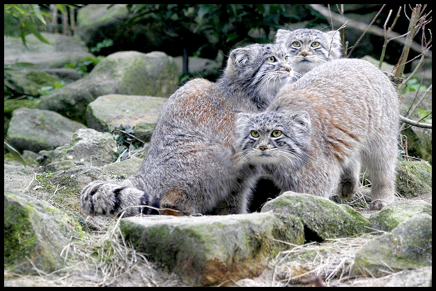 Манул Манул, кот, животные, порода