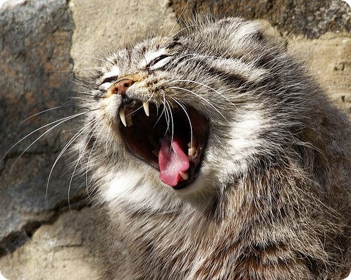 Манул Манул, кот, животные, порода