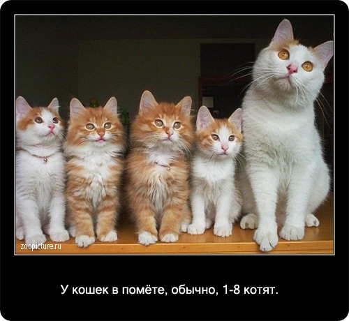 Интересные факты о кошках