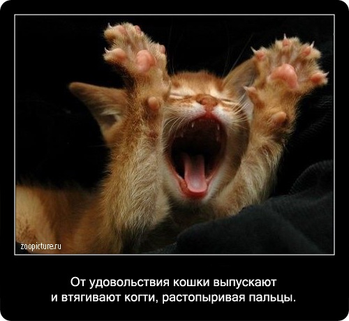 Интересные факты о кошках