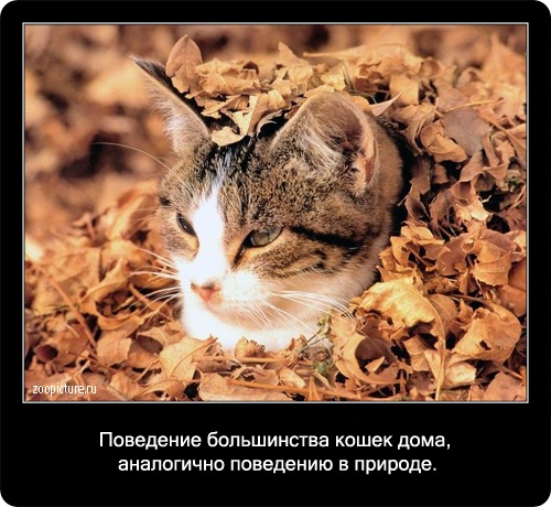 Интересные факты о кошках