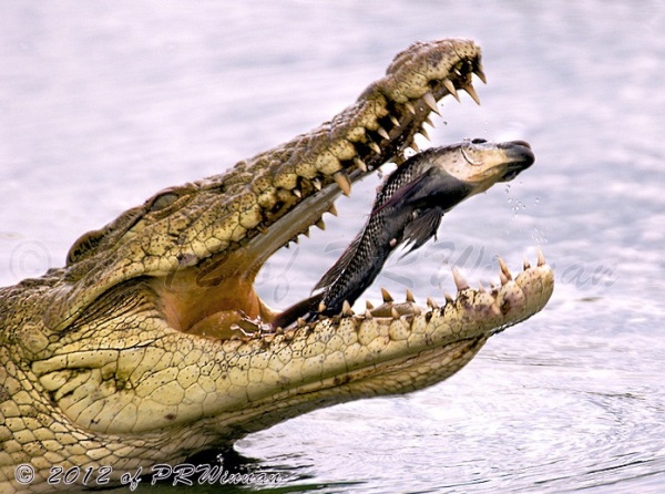 Яркие мгновения из жизни животных