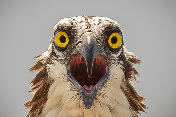 Яркие мгновения из жизни животных