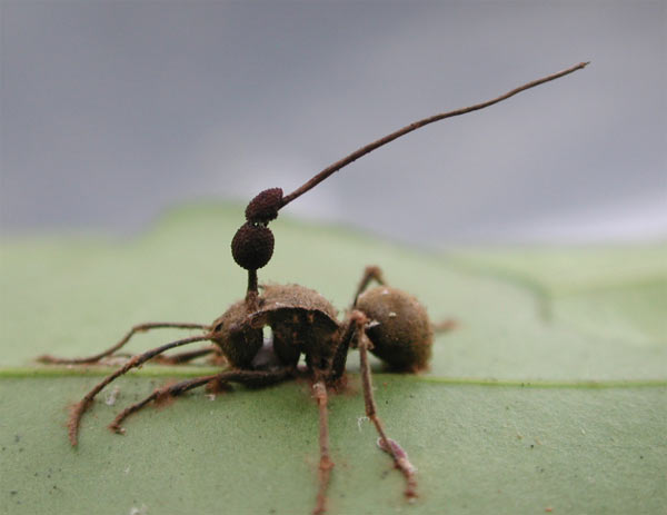  грибы которые могут превращать в зомби