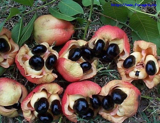 Еда,которая убивает