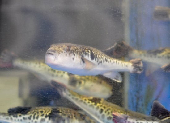 Еда,которая убивает