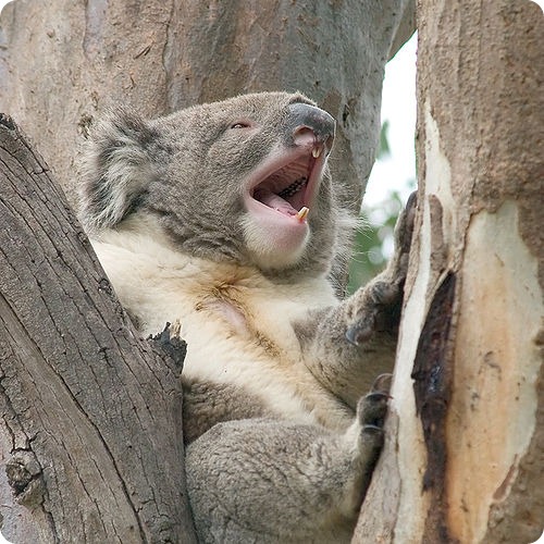 Действительно ли коалы такие милые,как кажется?:)