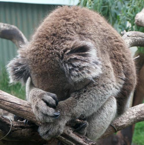 Действительно ли коалы такие милые,как кажется?:)
