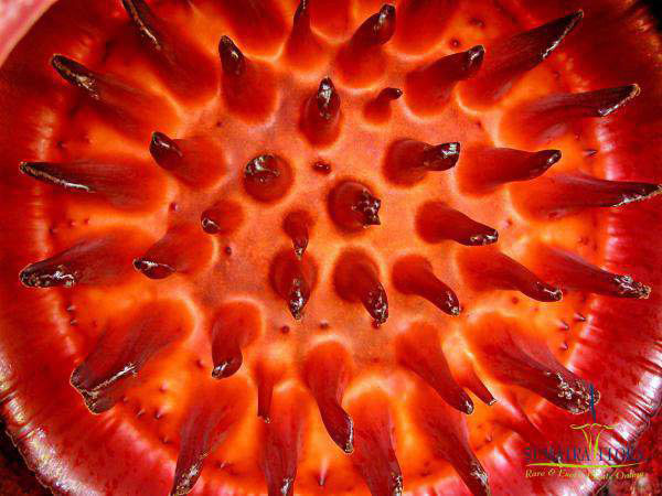 Самые жуткие растения нашей планеты